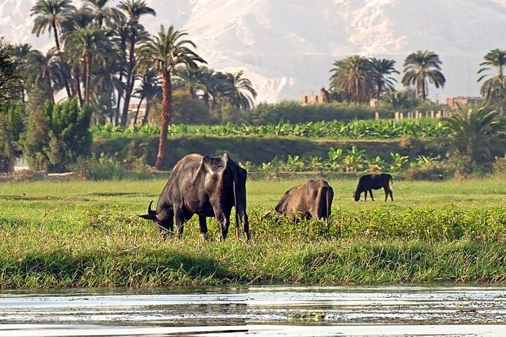 Tour Aswan e Nubia da Aswan