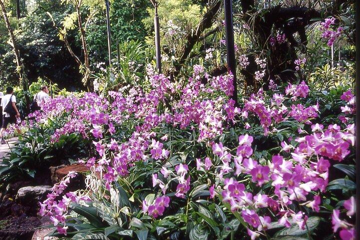 Singapore: National Orchid Garden Entrébiljett