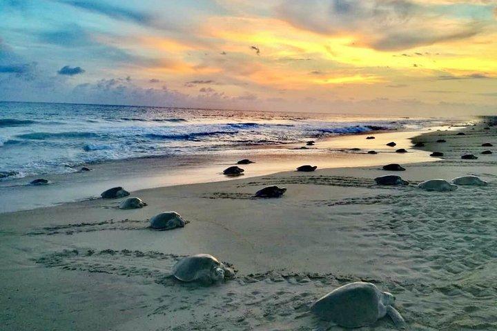 4-i-1-tur - Mazunte, Cacao Factory, La Ventanilla & Turtle Spawn