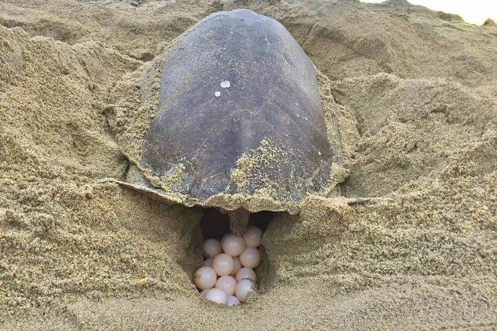 4-i-1-tur - Mazunte, Cacao Factory, La Ventanilla & Turtle Spawn
