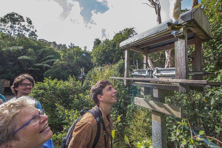 Zealandia by Day - Kleine groep 2 - Uur Eco Wildlife Tour