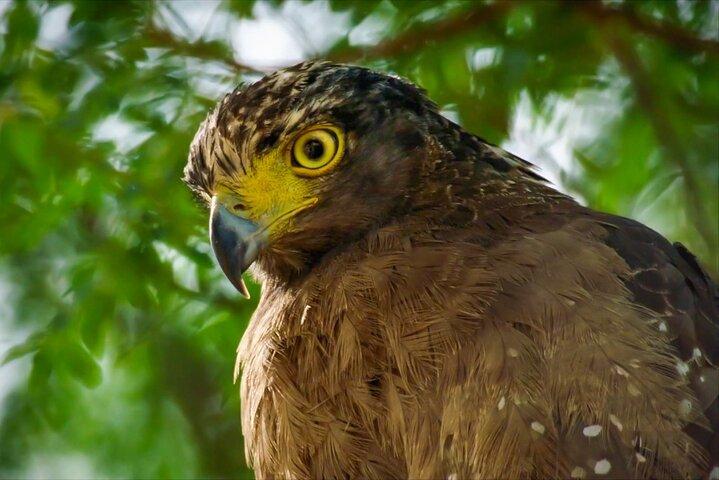 Lahugala Kitulana National Park Safari with Naturalist