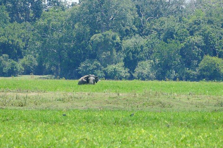 Safari en el Parque Nacional Lahugala Kitulana con naturalista