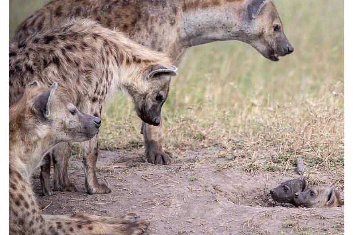 Safari économique de 4 jours dans le Masai Mara / le lac Nakuru