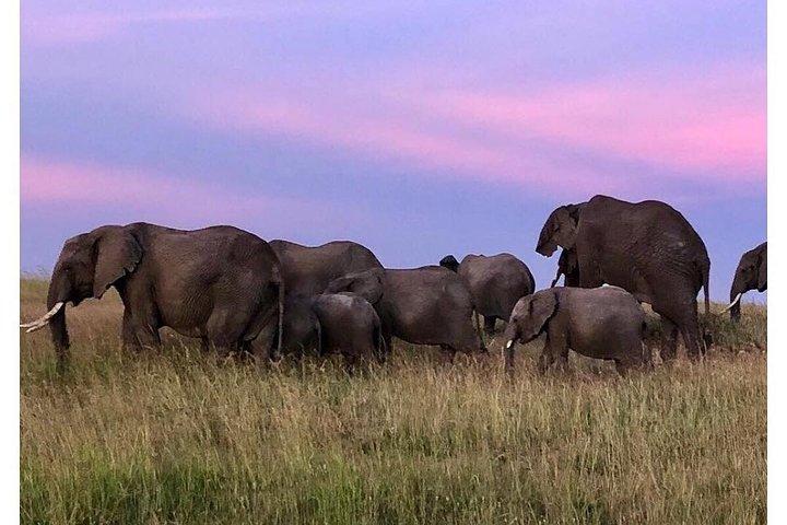 Safari économique de 4 jours dans le Masai Mara / le lac Nakuru