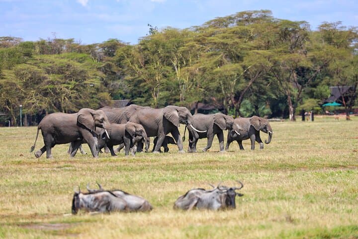 6days Masai mara-lake nakuru via Lake naivasha-Amboseli 4x4 jeep Safari