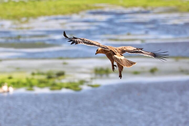 6days Masai mara-lake nakuru via Lake naivasha-Amboseli 4x4 jeep Safari