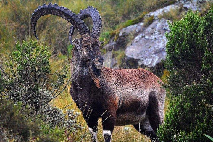 Trekking In SIMIEN MOUNTAINS 4Days 3Night