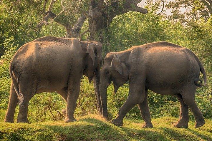 Arugambay au parc national de Yala - Safari dans le parc national de Kumana