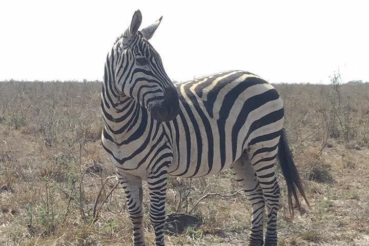 ナイロビ国立公園、キリン センター、カレン ブリクセン博物館