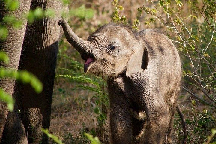 エッラ発ウダワラウェサファリ、エッラに戻る