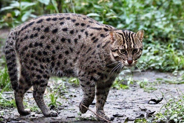 エッラ発ウダワラウェサファリ、エッラに戻る