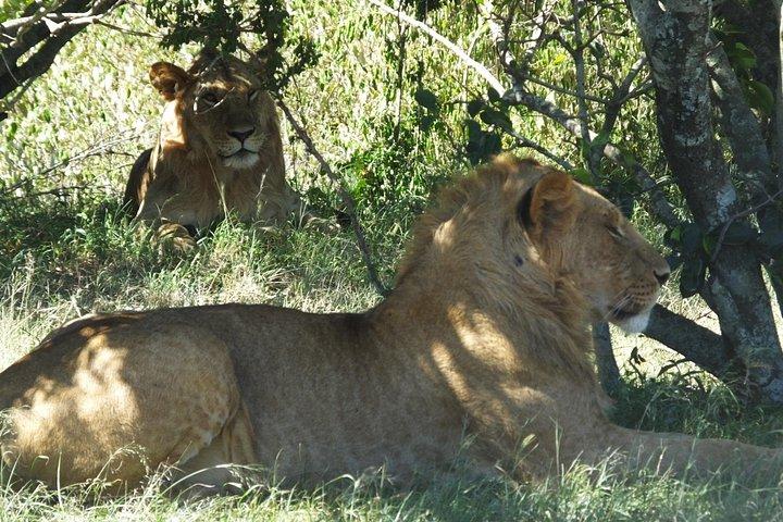5日間家族サファリ、1泊ナイロビ、1泊ナクル、2泊マサイマラ