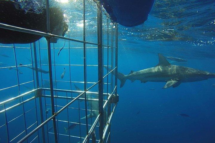 Plongée en apnée avec des requins en cage et sans cage sur le banc Aliwal de Durban