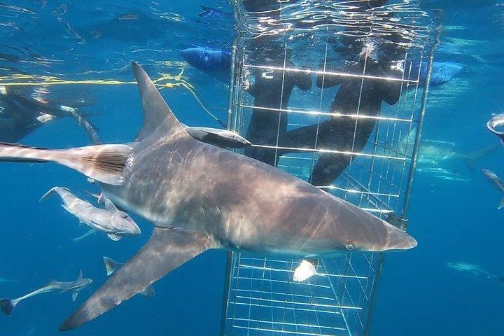 Plongée en apnée avec des requins en cage et sans cage sur le banc Aliwal de Durban