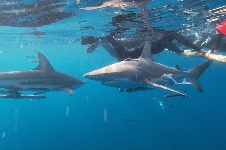 Plongée en apnée avec des requins en cage et sans cage sur le banc Aliwal de Durban
