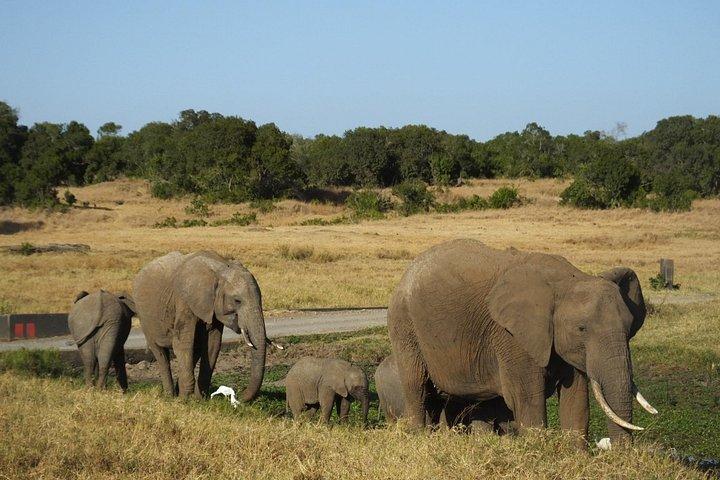 ワイルドライフ サファリ : スウィートウォーターズ 1 泊、ナイバシャ湖 1 泊、マラ 2 泊