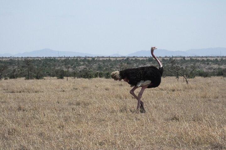 Private 10-Day Safari and Beach Tour of Kenya from Nairobi