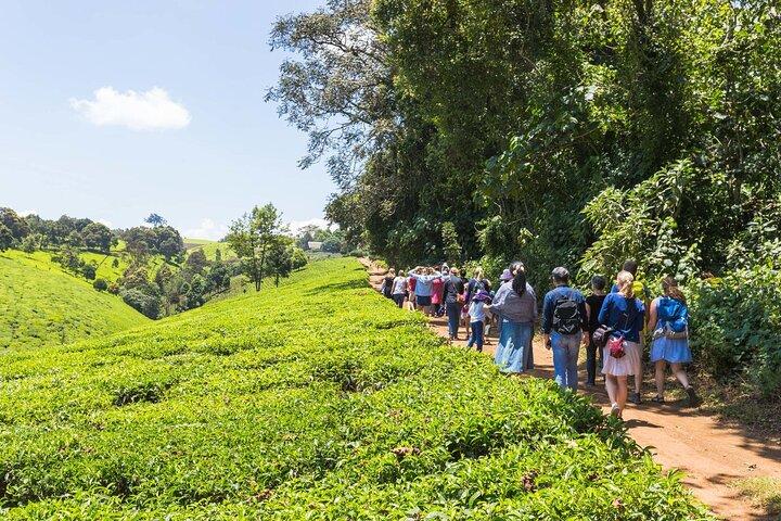 Nairobi dagstur till Tea Farm