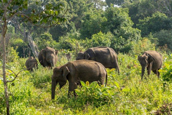 Udawalawe-Safaritour ab Hambantota