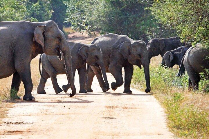 Knuckles en Wasgamuwa-paden vanuit Kandy