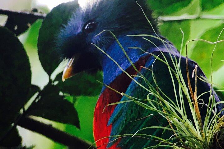 Small Groups Birding at Monteverde Cloud Forest