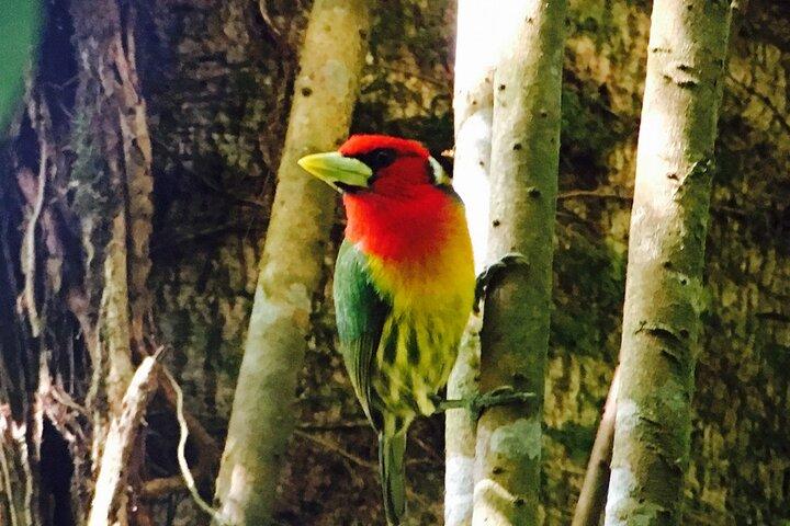 Small Groups Birding at Monteverde Cloud Forest