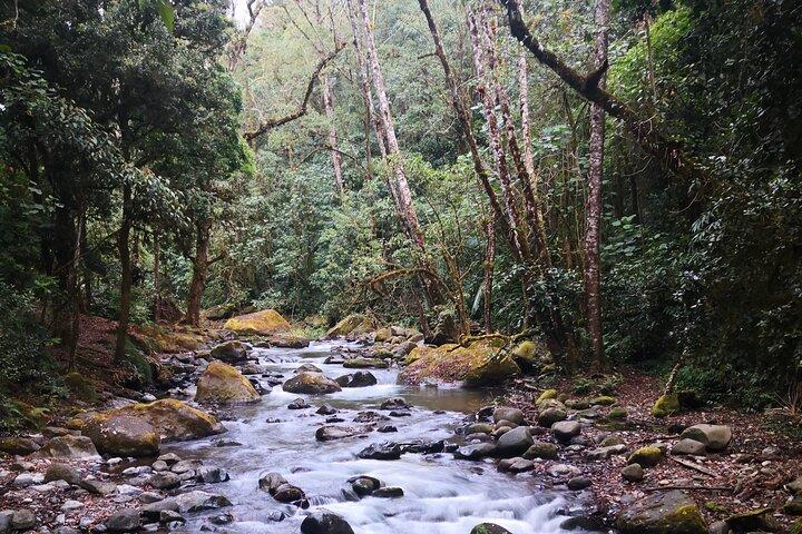 Small Groups Birding at Monteverde Cloud Forest
