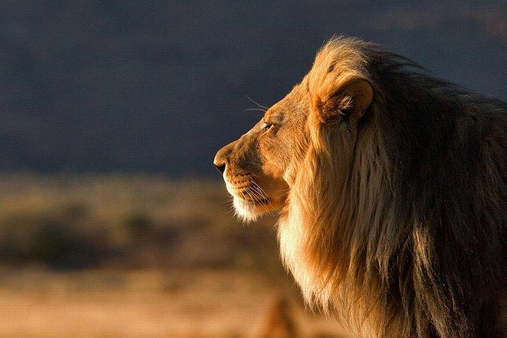 10-Day Southern Tanzania Safari Circuit with Accommodation