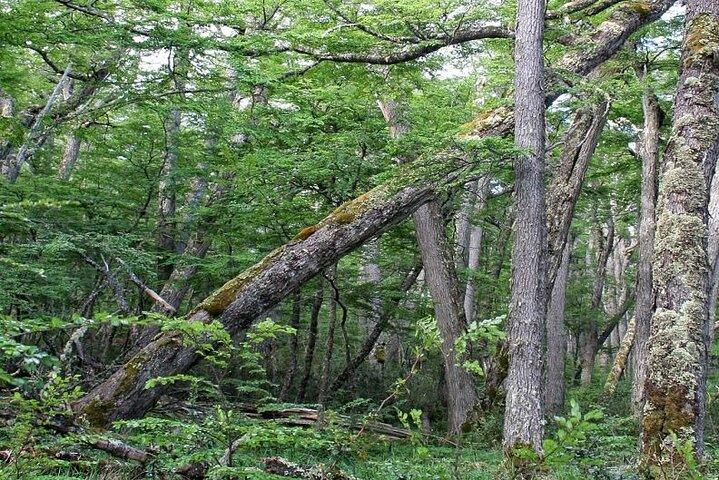 Riserva Nazionale di Magallanes Escursionismo da Punta Arenas