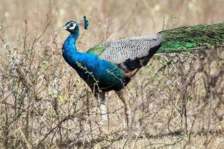 鳥や哺乳類をカバーする野生動物ツアー（18日間）