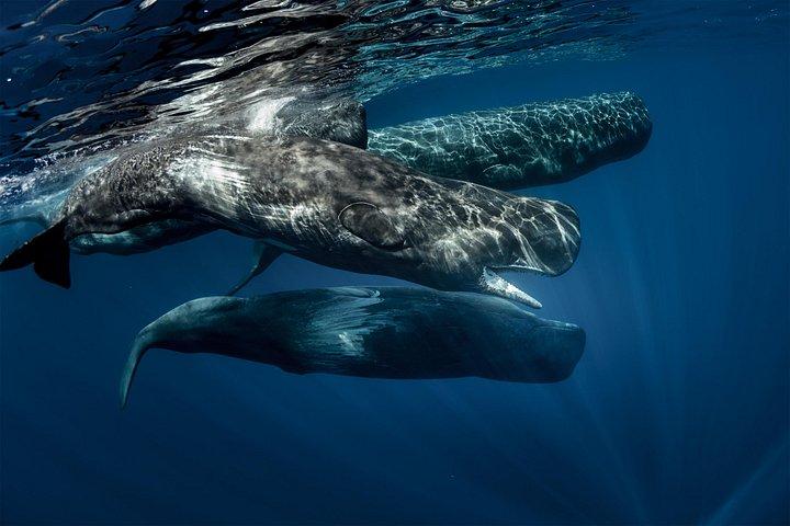鳥や哺乳類をカバーする野生動物ツアー（18日間）
