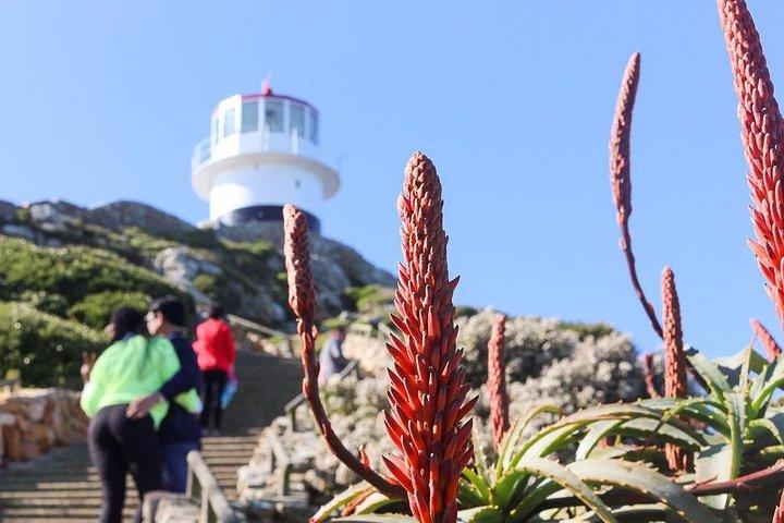 Dia Inteiro - Caiaque Marítimo Privado e Cape Point