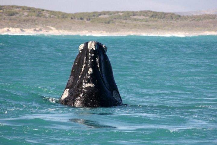 Boat Based Whale Watching