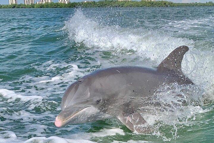 Delfintouren - Fort Myers Beach / Naples
