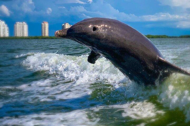 Excursiones con delfines - Fort Myers Beach / Nápoles