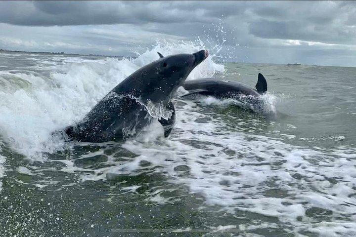Excursiones con delfines - Fort Myers Beach / Nápoles