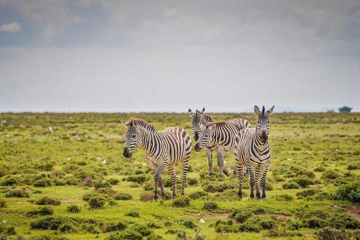 ナイロビからの4日間のケニアマサイマラサファリ