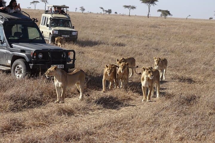 3 Days Maasai Mara Small Group Safari in a 4 x4 Land Cruiser Jeep