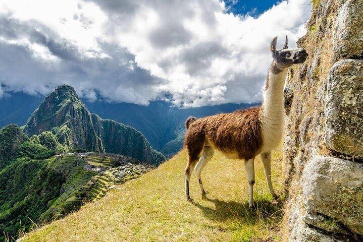 Machu Picchu Ganztagesausflug ab Cusco