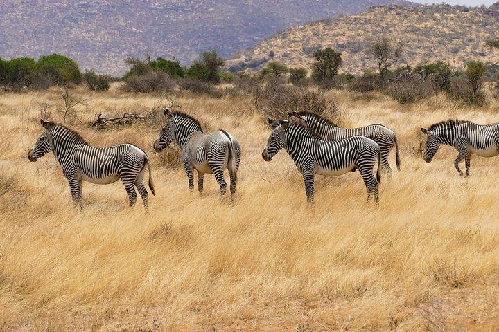 Kilimanjaro Special-( Tsavo West, Amboseli e Tsavo East Safari) (MINIMO 2 PERSONE)
