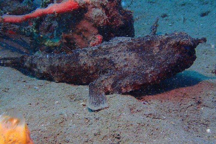 Champagne Reef Snorkeling Tour em vulcânico quente Bubbles Dominica