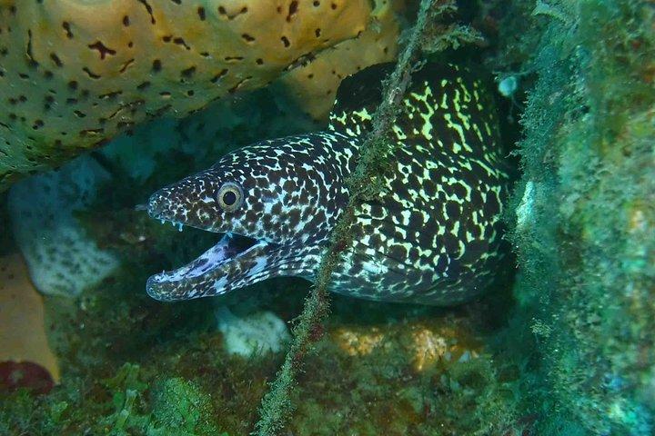 Champagne Reef Snorkeling Tour em vulcânico quente Bubbles Dominica