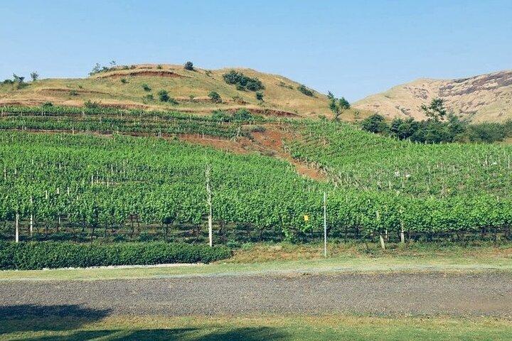 Tour de viñedos a las hermosas colinas de Nandi, que incluye degustación de vinos y traslado privado