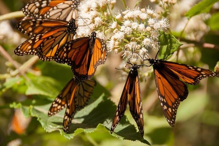 Monarch Butterfly Sanctuary Private Tour from Mexico City