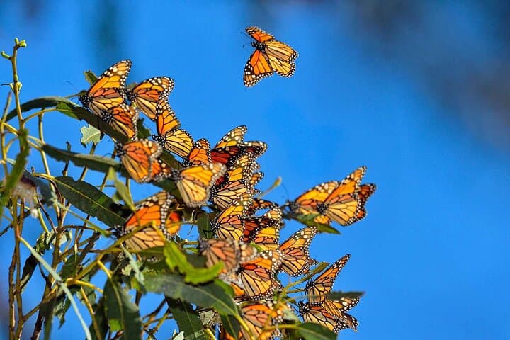 Monarch Butterfly Sanctuary Private Tour from Mexico City