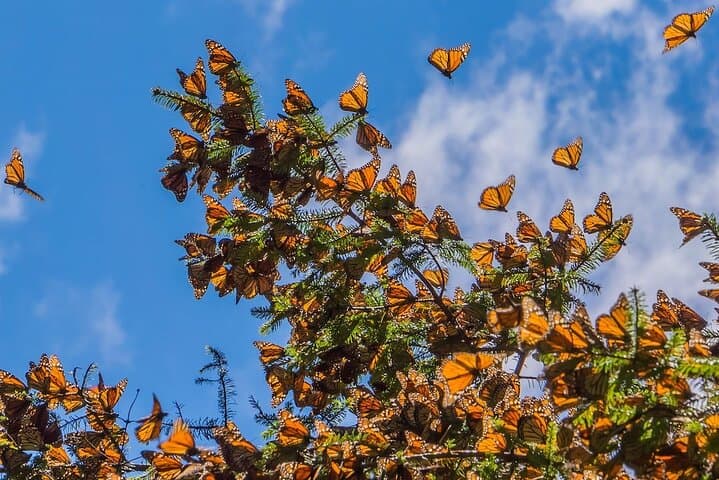 Monarch Butterfly Sanctuary Private Tour from Mexico City