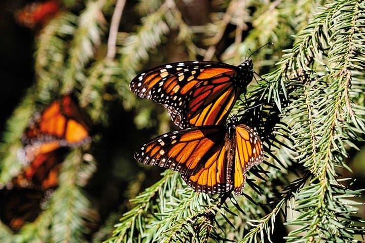 Monarch Butterfly Sanctuary Private Tour from Mexico City