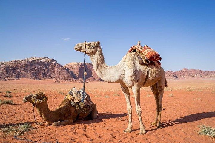 Tour de 1 día a Petra desde Aqaba