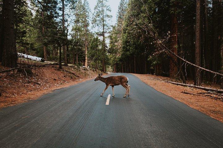 Excursion d'une journée à Yosemite au départ de San Francisco